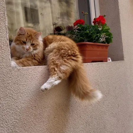 John With Parking Option 브라쇼브