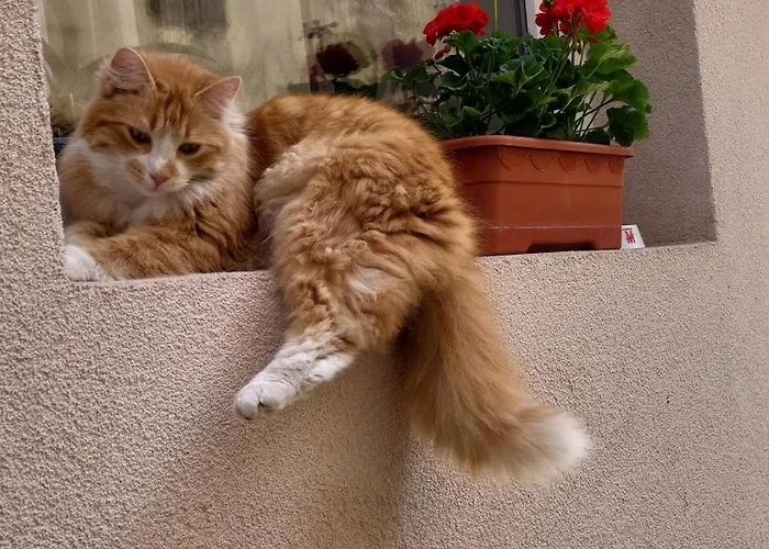 John Residence Brasov Apartments With Mountain View & Parking Option, Modern Studio In Old Town Брашов